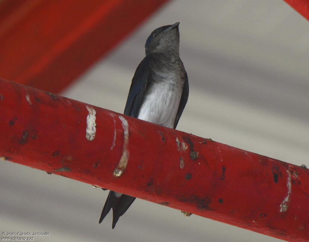 Grey-breasted Martin