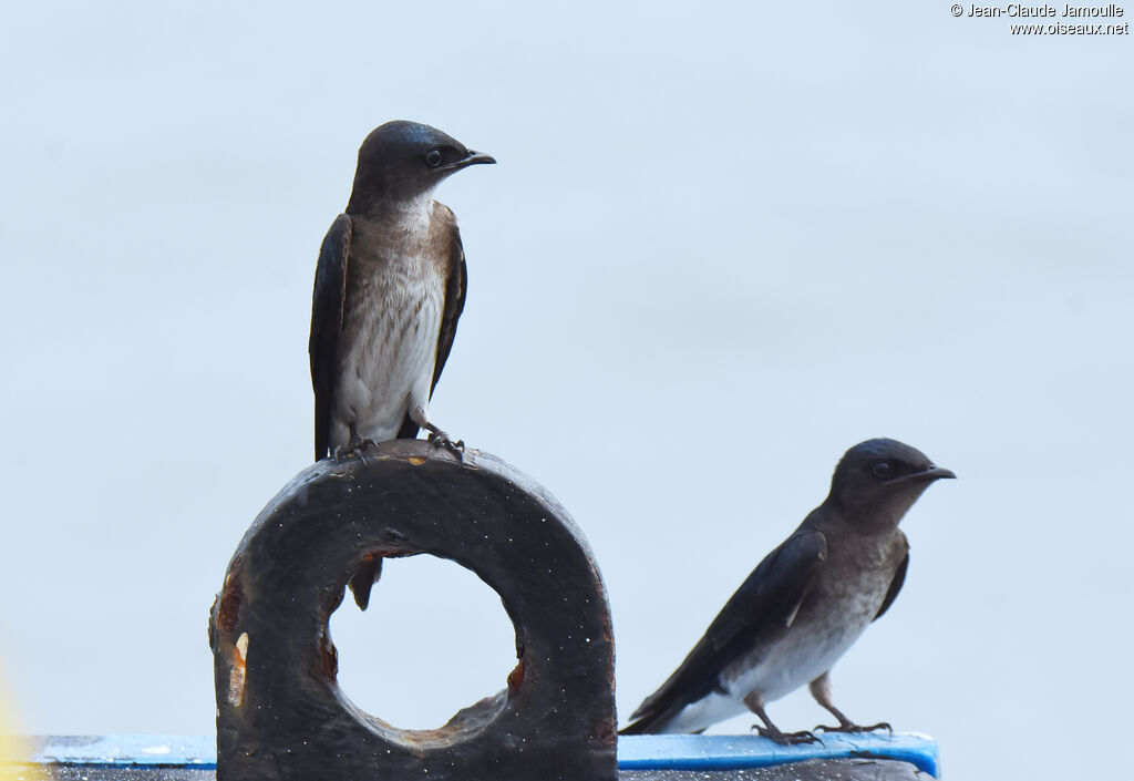 Grey-breasted Martin