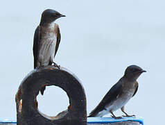 Grey-breasted Martin