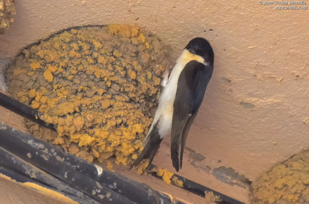 Western House Martin