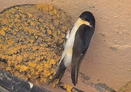 Western House Martin