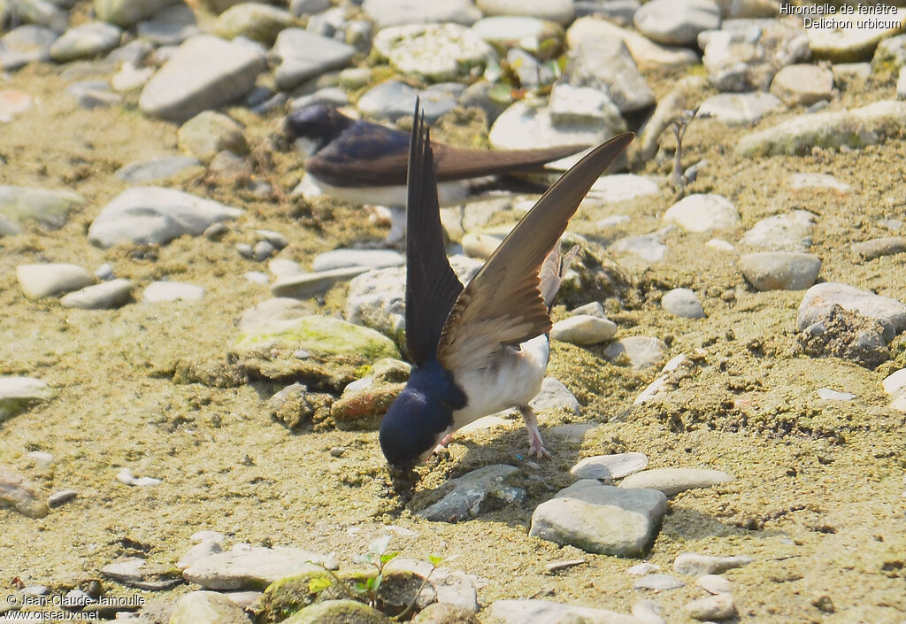 Western House Martin, Behaviour