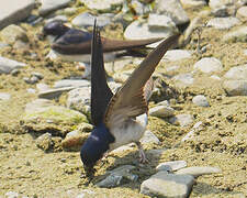 Common House Martin