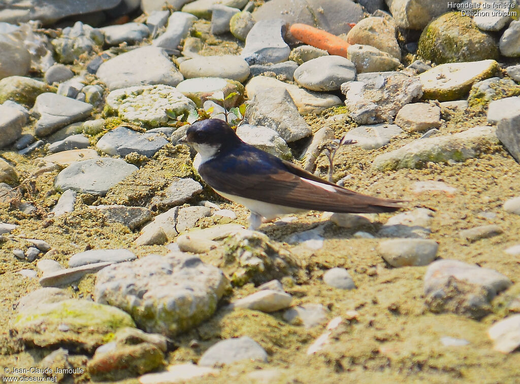 Common House Martin, Behaviour