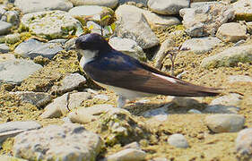 Western House Martin