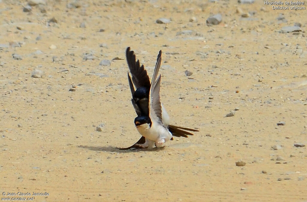 Western House Martin, Behaviour