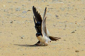 Common House Martin