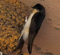 Western House Martin