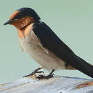 Hirondelle de Java