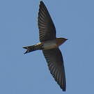 Hirondelle de Java