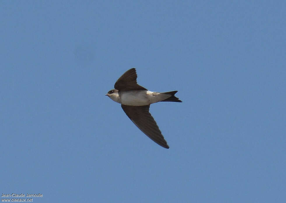 Sand Martin, Flight