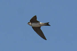 Sand Martin