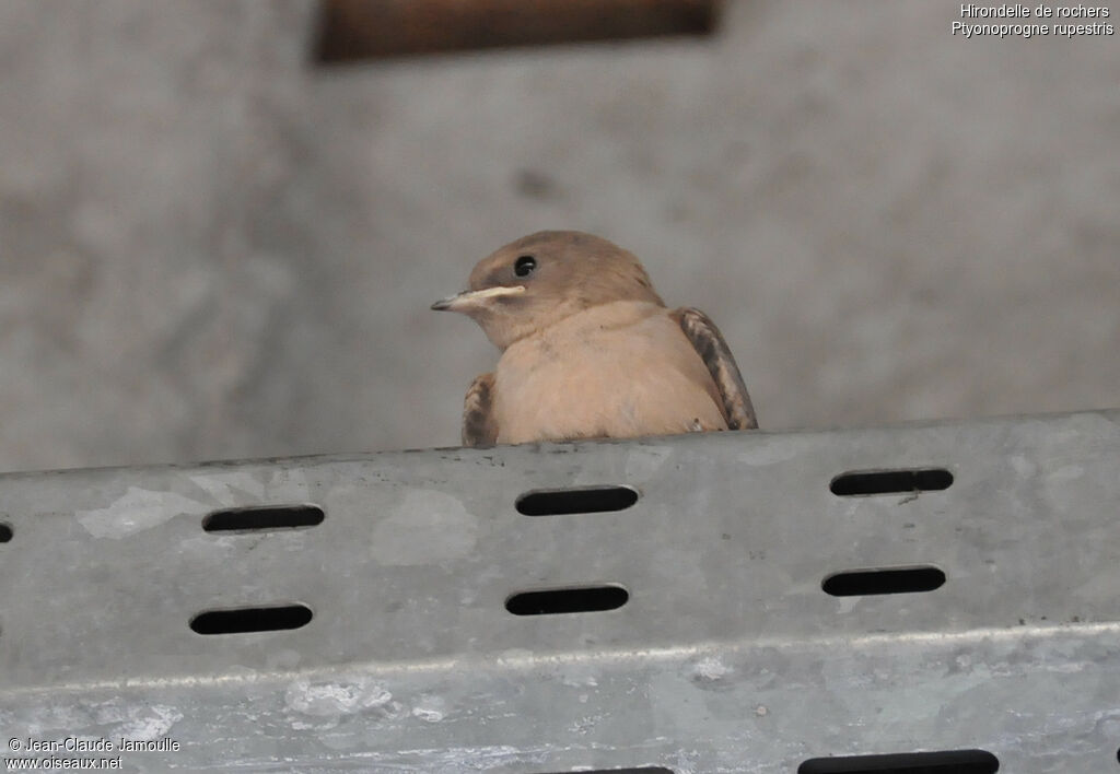 Eurasian Crag Martinjuvenile