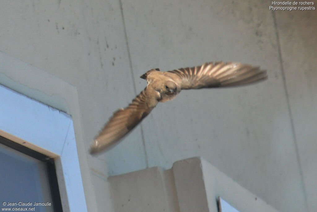 Eurasian Crag Martin, Flight