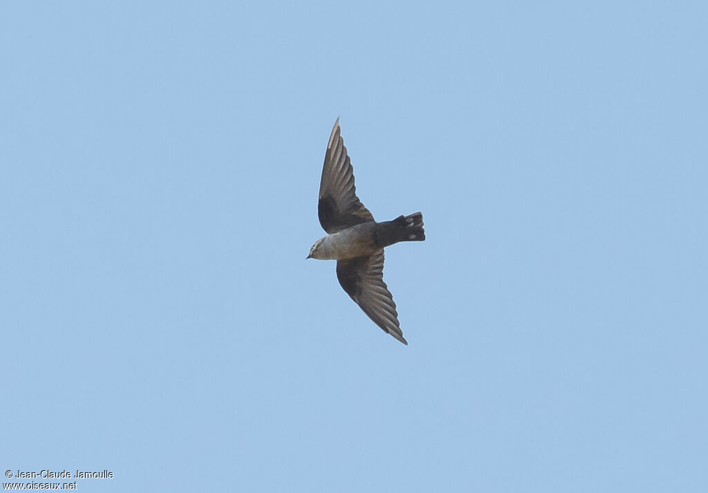 Eurasian Crag Martin