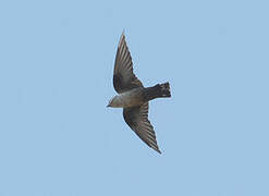 Eurasian Crag Martin