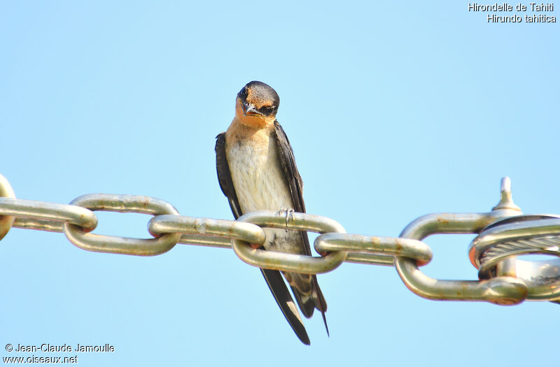 Pacific Swallow, Behaviour