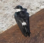 Hirondelle des mangroves