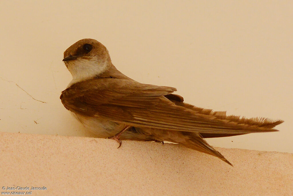 Pale Crag Martin