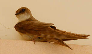 Pale Crag Martin