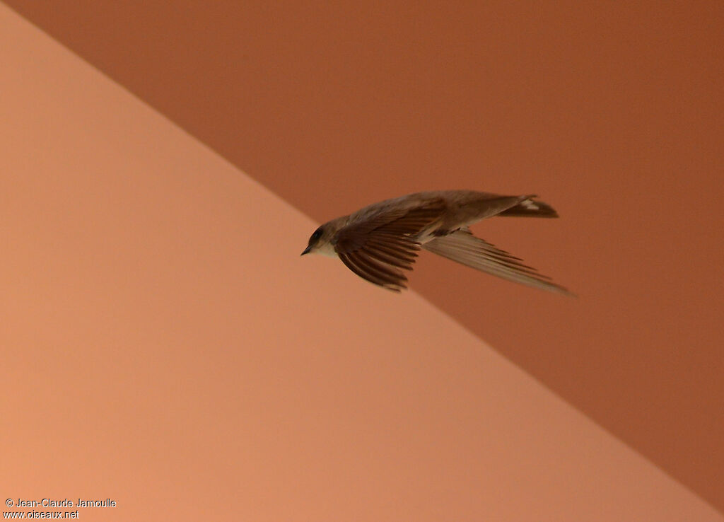 Pale Crag Martin, Flight