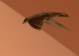 Pale Crag Martin