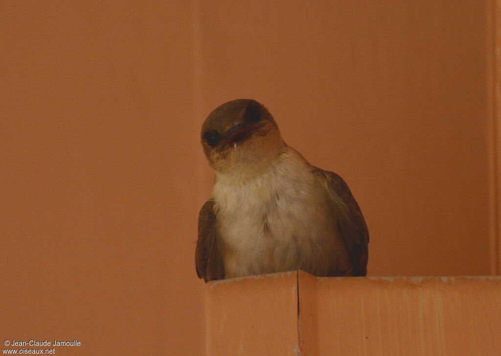 Pale Crag Martin