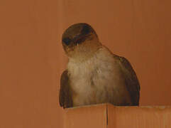 Pale Crag Martin