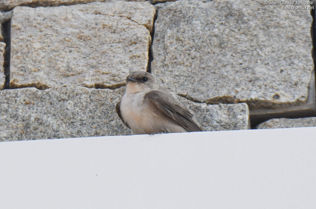 Pale Crag Martin