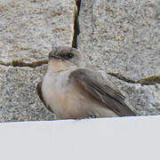 Pale Crag Martin