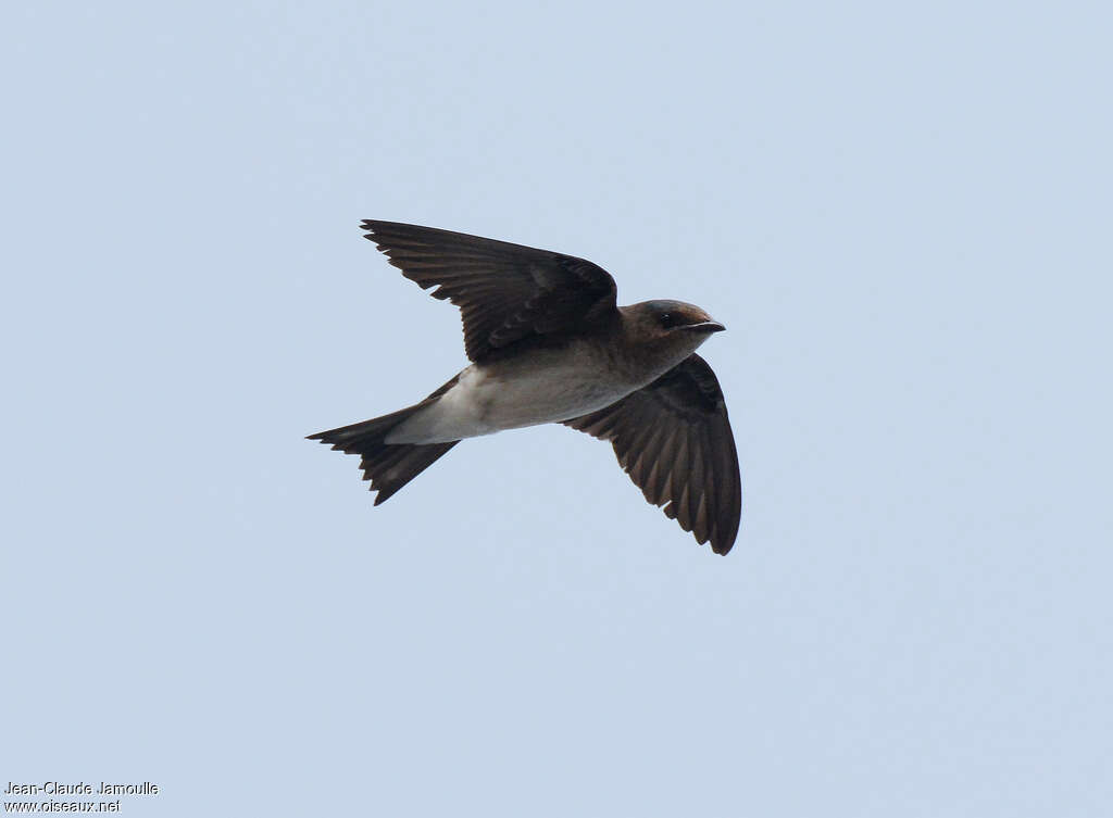 Purple Martin female, Flight