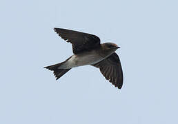 Purple Martin