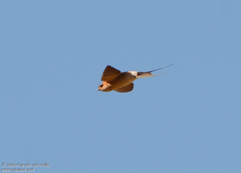 Red-rumped Swallow male adult, Flight
