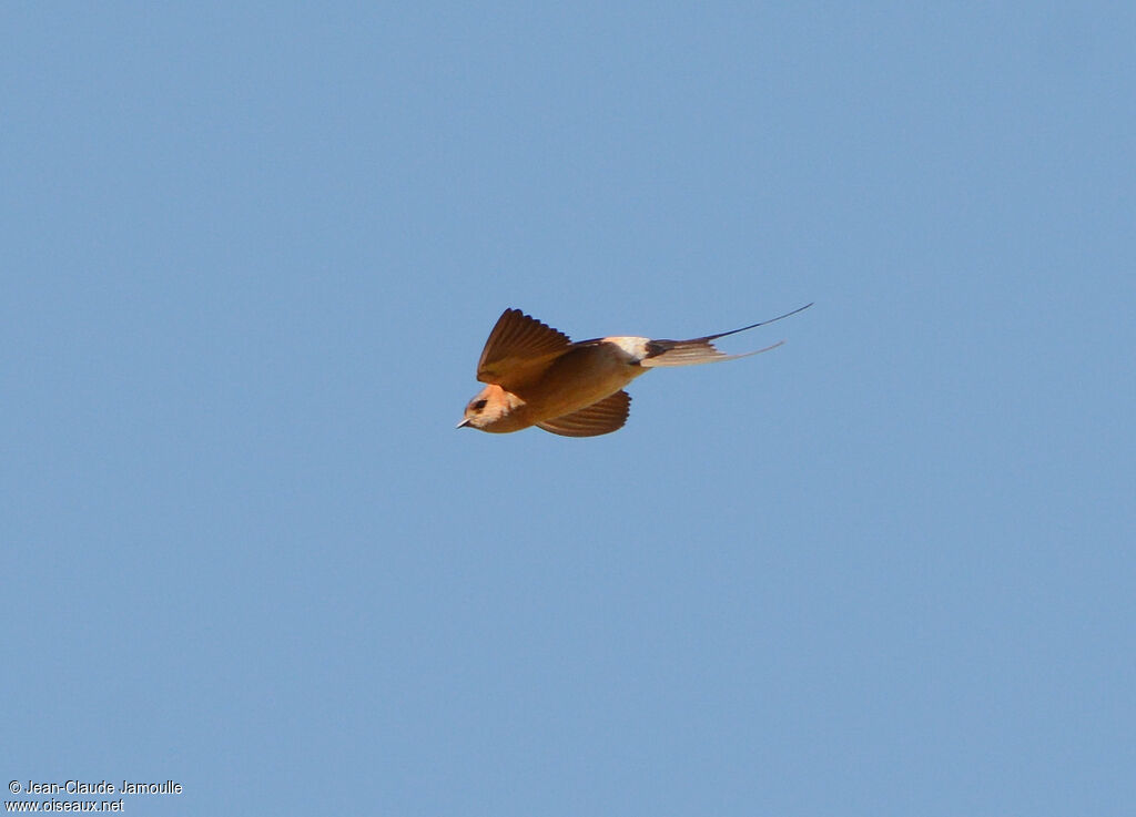 Red-rumped Swallow male adult, Flight