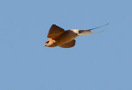 Red-rumped Swallow