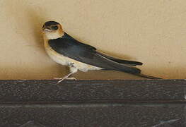 Red-rumped Swallow