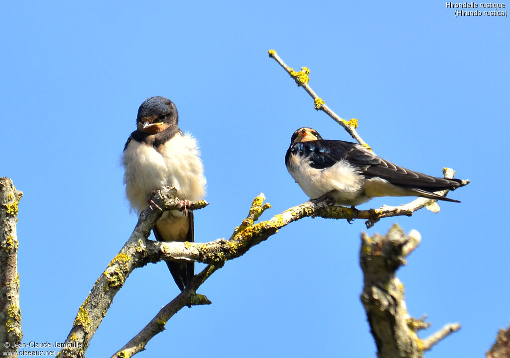 Barn Swallowjuvenile, Behaviour