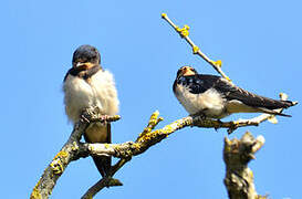 Barn Swallow