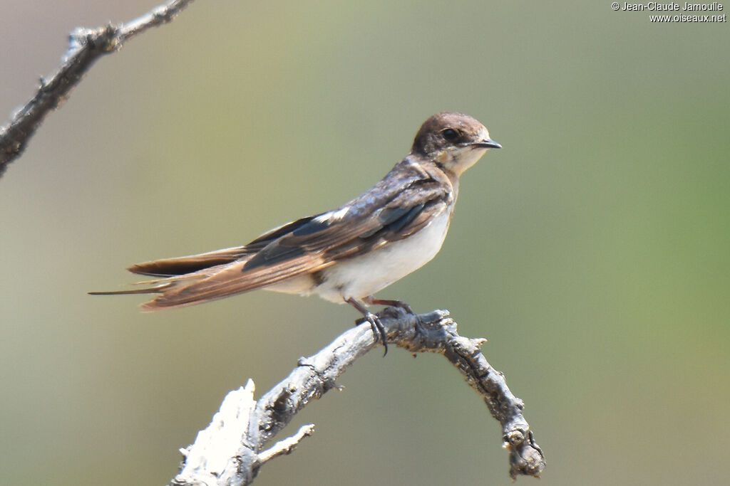 Barn Swallow