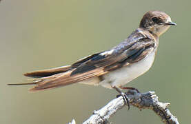 Barn Swallow