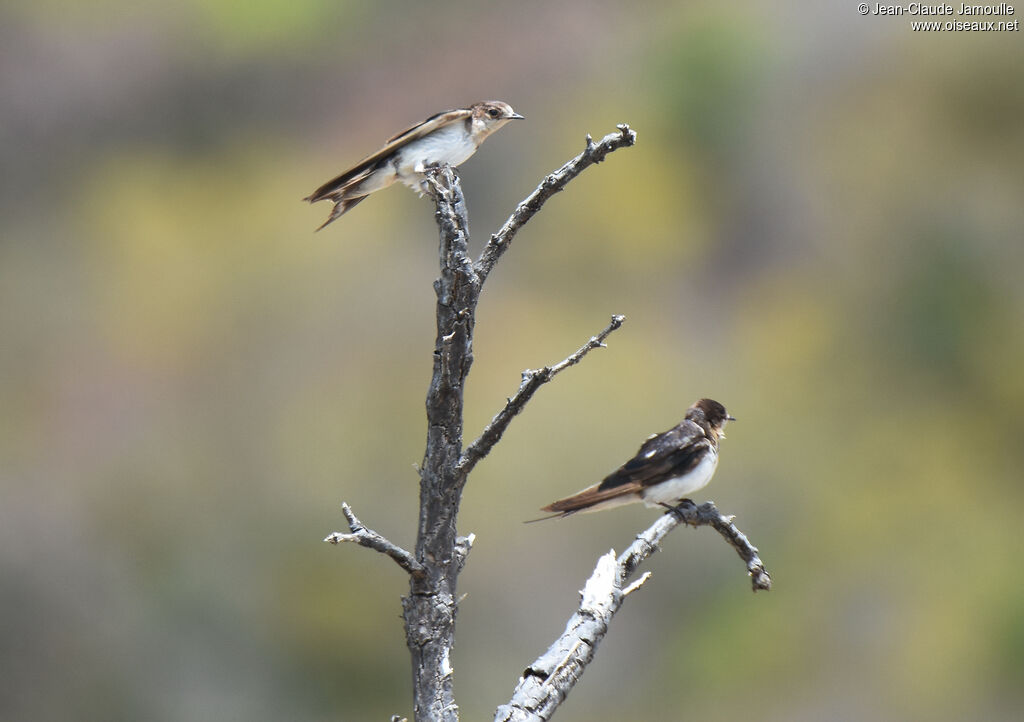 Barn Swallow