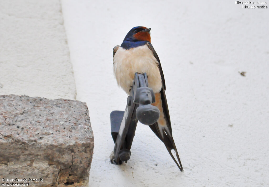 Barn Swallow, Behaviour