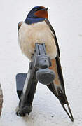 Barn Swallow