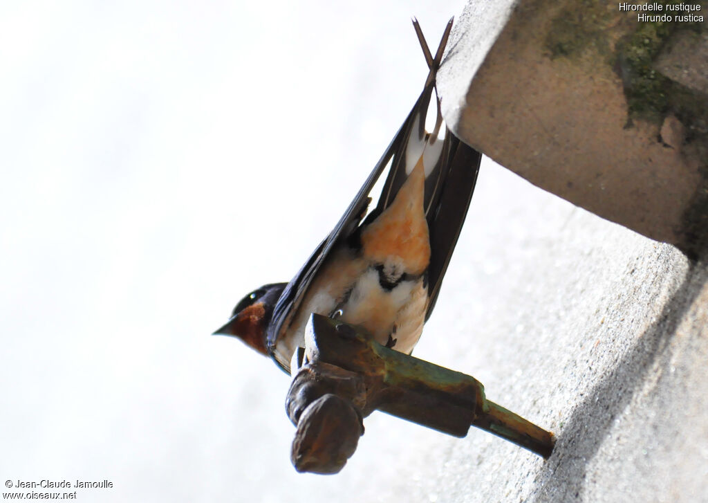 Barn Swallowadult