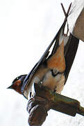 Barn Swallow