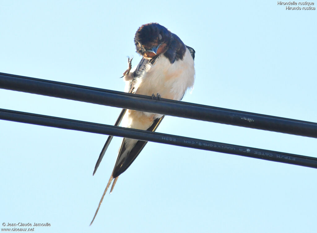 Hirondelle rustique, Comportement