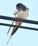 Barn Swallow