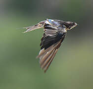 Barn Swallow