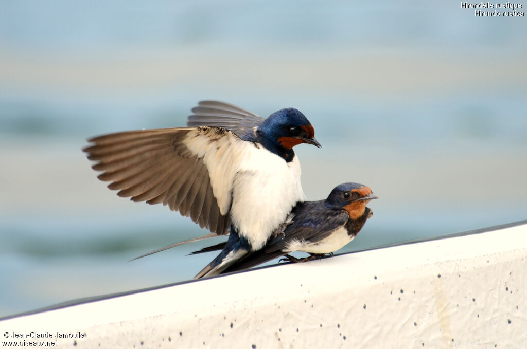 Barn Swallow , Behaviour