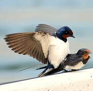 Barn Swallow